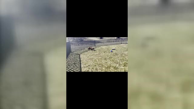 Video preview image #22 Dachshund Puppy For Sale in WARSAW, IN, USA