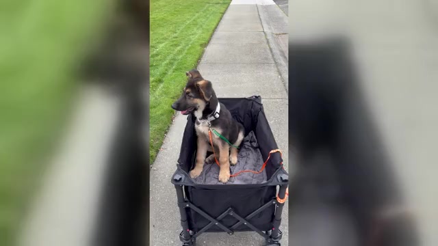 Video preview image #4 German Shepherd Dog Puppy For Sale in SACRAMENTO, CA, USA