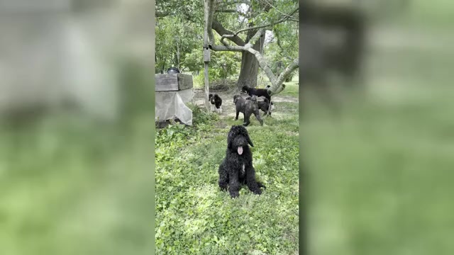 Video preview image #4 Poodle (Standard) Puppy For Sale in ELKINS, AR, USA