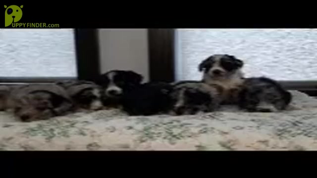 Video preview image #2 Aussiedoodle Miniature  Puppy For Sale in SHIPSHEWANA, IN, USA