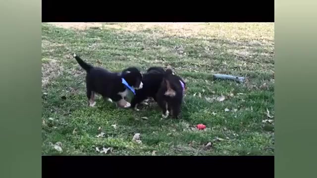 Video preview image #1 Bernese Mountain Dog Puppy For Sale in BRIDGEWATER, VA, USA