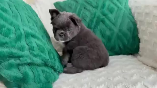 Video preview image #1 French Bulldog Puppy For Sale in NEWARK, TX, USA