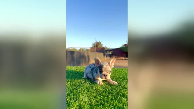 Video preview image #2 French Bulldog Puppy For Sale in LAS VEGAS, NV, USA