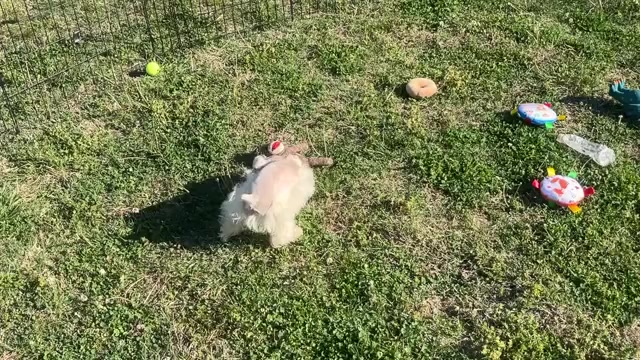 Video preview image #1 Schnauzer (Miniature) Puppy For Sale in BIG CABIN, OK, USA