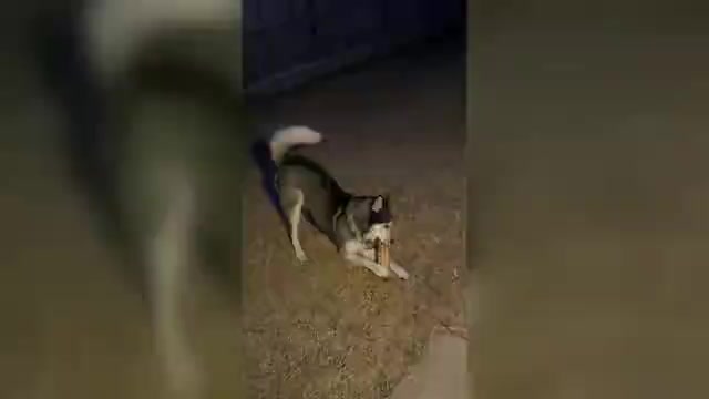 Video preview image #1 Siberian Husky Puppy For Sale in ARLINGTON, TX, USA