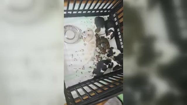 Video preview image #1 Basset Hound Puppy For Sale in PORTLAND, TN, USA