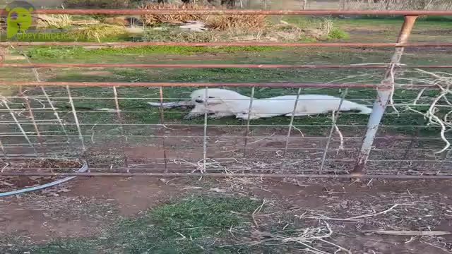 Video preview image #1 Great Pyrenees Puppy For Sale in MULLIN, TX, USA