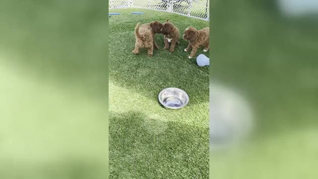 Video preview image #4 Goldendoodle (Miniature) Puppy For Sale in APTOS, CA, USA