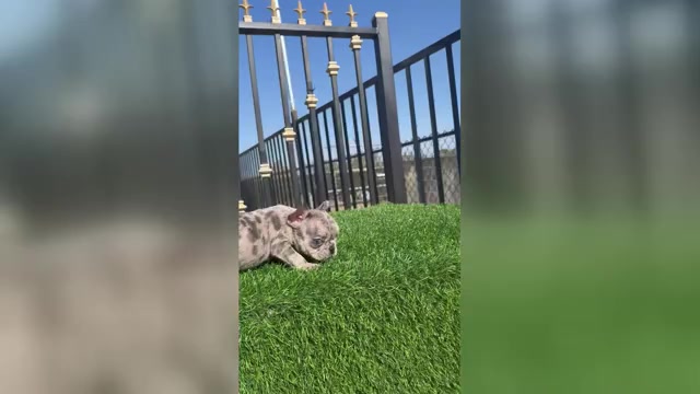 Video preview image #4 French Bulldog Puppy For Sale in VIRGINIA BEACH, VA, USA