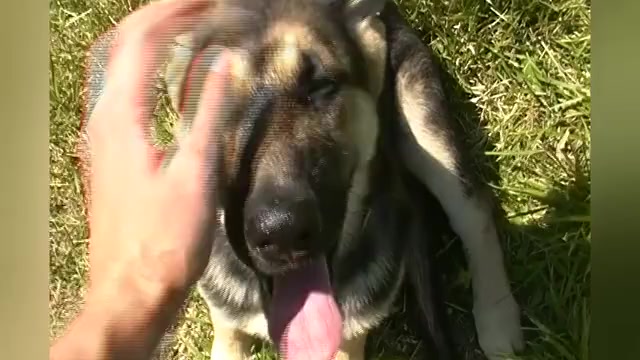 Video preview image #1 German Shepherd Dog Puppy For Sale in PIEDMONT, MO, USA