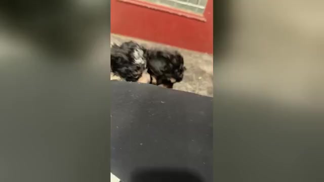 Video preview image #1 Poodle (Miniature) Puppy For Sale in TOPPENISH, WA, USA