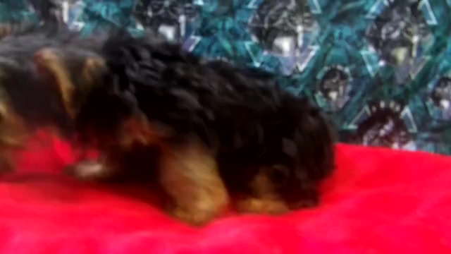 Video preview image #1 Yorkshire Terrier Puppy For Sale in PATERSON, NJ, USA