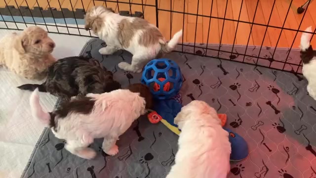 Video preview image #10 Poochon Puppy For Sale in AUBURN, MA, USA