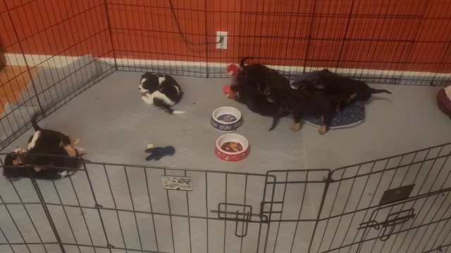 Video preview image #3 Aussalier Puppy For Sale in ATHOL, ID, USA