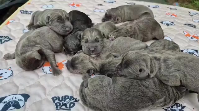 Video preview image #32 Cane Corso Puppy For Sale in COLUMBIA, SC, USA