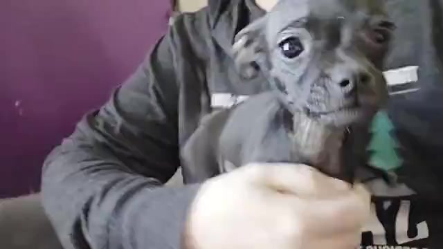 Video preview image #1 Chug Puppy For Sale in HILLSDALE, MI, USA