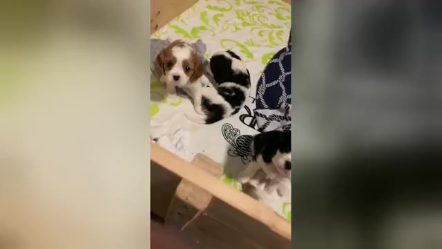 Video preview image #2 Cavalier King Charles Spaniel Puppy For Sale in MIAMI, FL, USA
