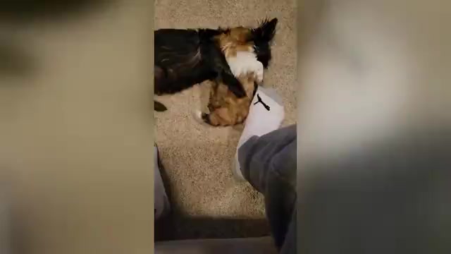 Video preview image #1 Shih Tzu Puppy For Sale in GATE, WA, USA