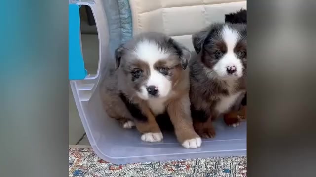 Video preview image #1 Miniature Australian Shepherd Puppy For Sale in HARRISON, OH, USA