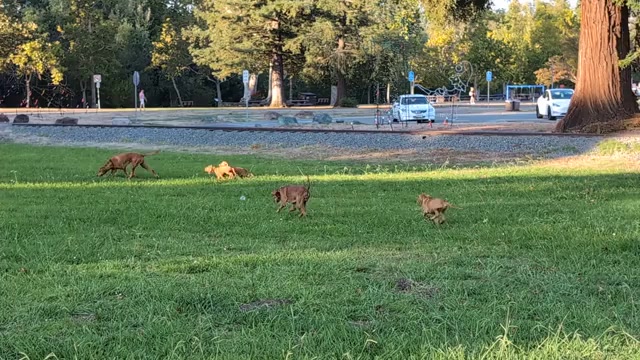 Video preview image #2  Breeder Profile in LOS GATOS, CA, USA