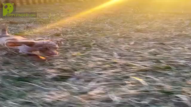 Video preview image #9 Dachshund Puppy For Sale in WARSAW, IN, USA