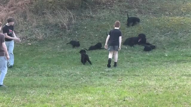 Video preview image #3 Schnoodle (Giant) Puppy For Sale in SEVIERVILLE, TN, USA