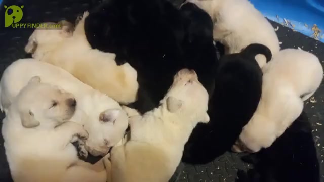 Video preview image #2 Labrador Retriever Puppy For Sale in ATHOL, MA, USA