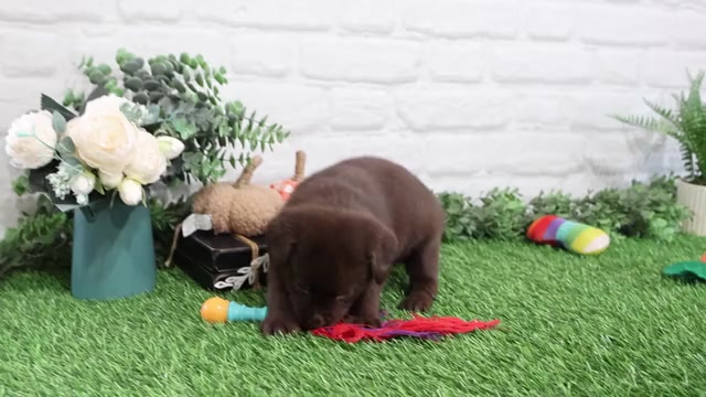 Video preview image #1 Labrador Retriever Puppy For Sale in SYRACUSE, IN, USA