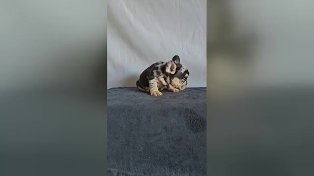 Video preview image #2 French Bulldog Puppy For Sale in PHOENIX, AZ, USA