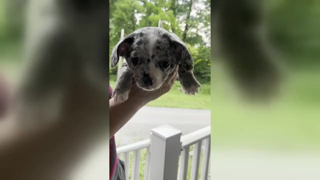 Video preview image #3 French Bullhuahua Puppy For Sale in SPRAGGS, PA, USA