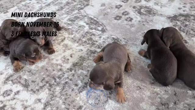 Video preview image #2 Dachshund Puppy For Sale in GOSHEN, IN, USA