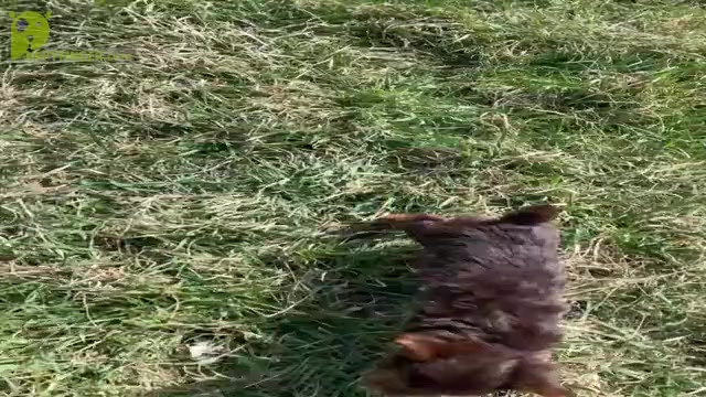 Video preview image #9 Yorkshire Terrier Puppy For Sale in WARSAW, IN, USA