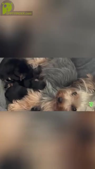 Video preview image #1  Breeder Profile in PORTLAND, OR, USA