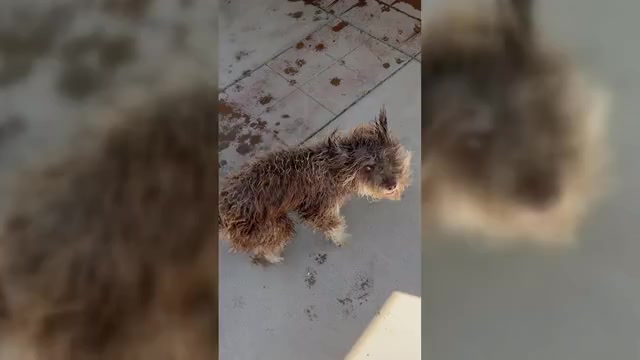 Video preview image #1 Schnauzer (Standard) Puppy For Sale in LOS BANOS, CA, USA