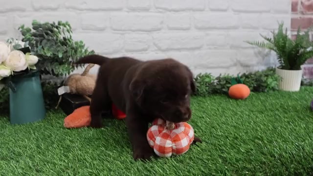 Video preview image #1 Labrador Retriever Puppy For Sale in SYRACUSE, IN, USA