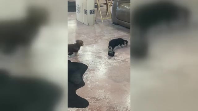 Video preview image #2 Yorkshire Terrier Puppy For Sale in CASSVILLE, MO, USA