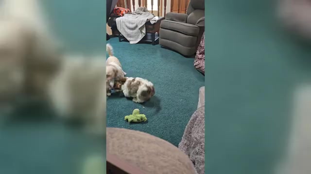 Video preview image #1 Zuchon Puppy For Sale in NEOSHO, WI, USA