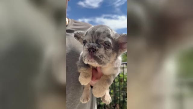 Video preview image #1 French Bulldog Puppy For Sale in SAN DIEGO, CA, USA