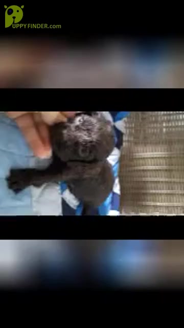 Video preview image #5 Cavapoo Puppy For Sale in SHIPSHEWANA, IN, USA