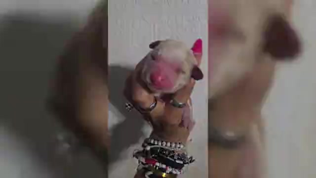 Video preview image #6 Aussalier Puppy For Sale in DECATUR, IL, USA