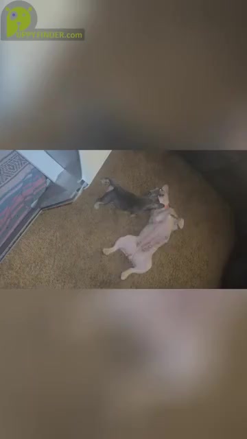Video preview image #1  Breeder Profile in BIG RAPIDS, MI, USA