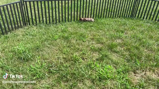 Video preview image #2 Dachshund Puppy For Sale in WARSAW, IN, USA