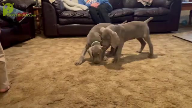 Video preview image #2 Weimaraner Puppy For Sale in WILLOWS, CA, USA