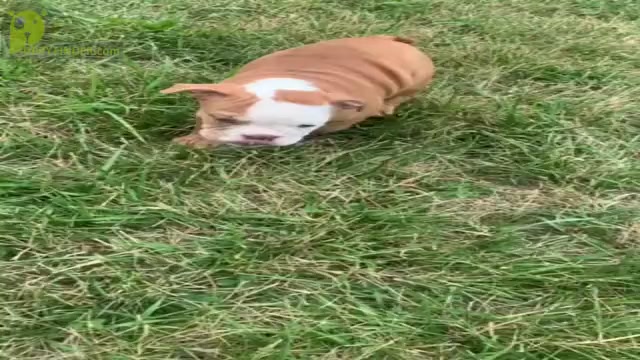 Video preview image #5 Bulldog Puppy For Sale in WARSAW, IN, USA