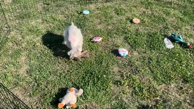 Video preview image #3 Schnauzer (Miniature) Puppy For Sale in BIG CABIN, OK, USA