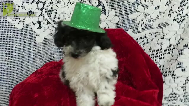 Video preview image #2 Poodle (Toy) Puppy For Sale in HARTVILLE, MO, USA