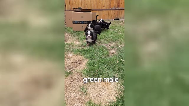 Video preview image #11 Bernese Mountain Dog Puppy For Sale in SALMON, ID, USA
