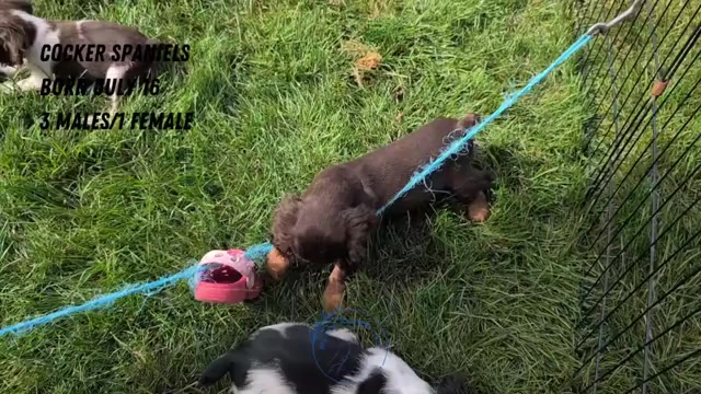 Video preview image #3 Cocker Spaniel Puppy For Sale in GOSHEN, IN, USA