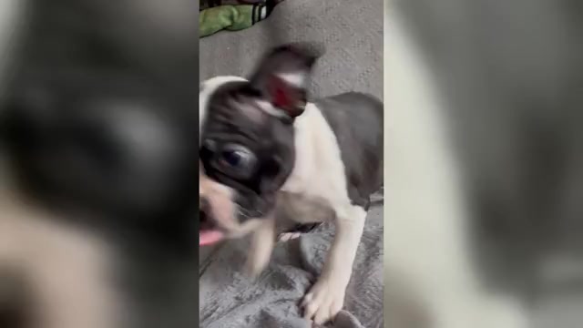 Video preview image #3 Boston Terrier Puppy For Sale in BRIDGEWATER, NJ, USA
