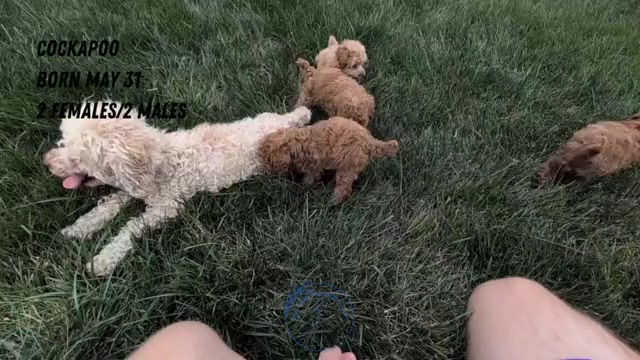 Video preview image #3 Cockapoo Puppy For Sale in GOSHEN, IN, USA
